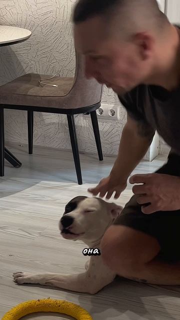 Только намекни #амстафф #стафф #anstaff #dog