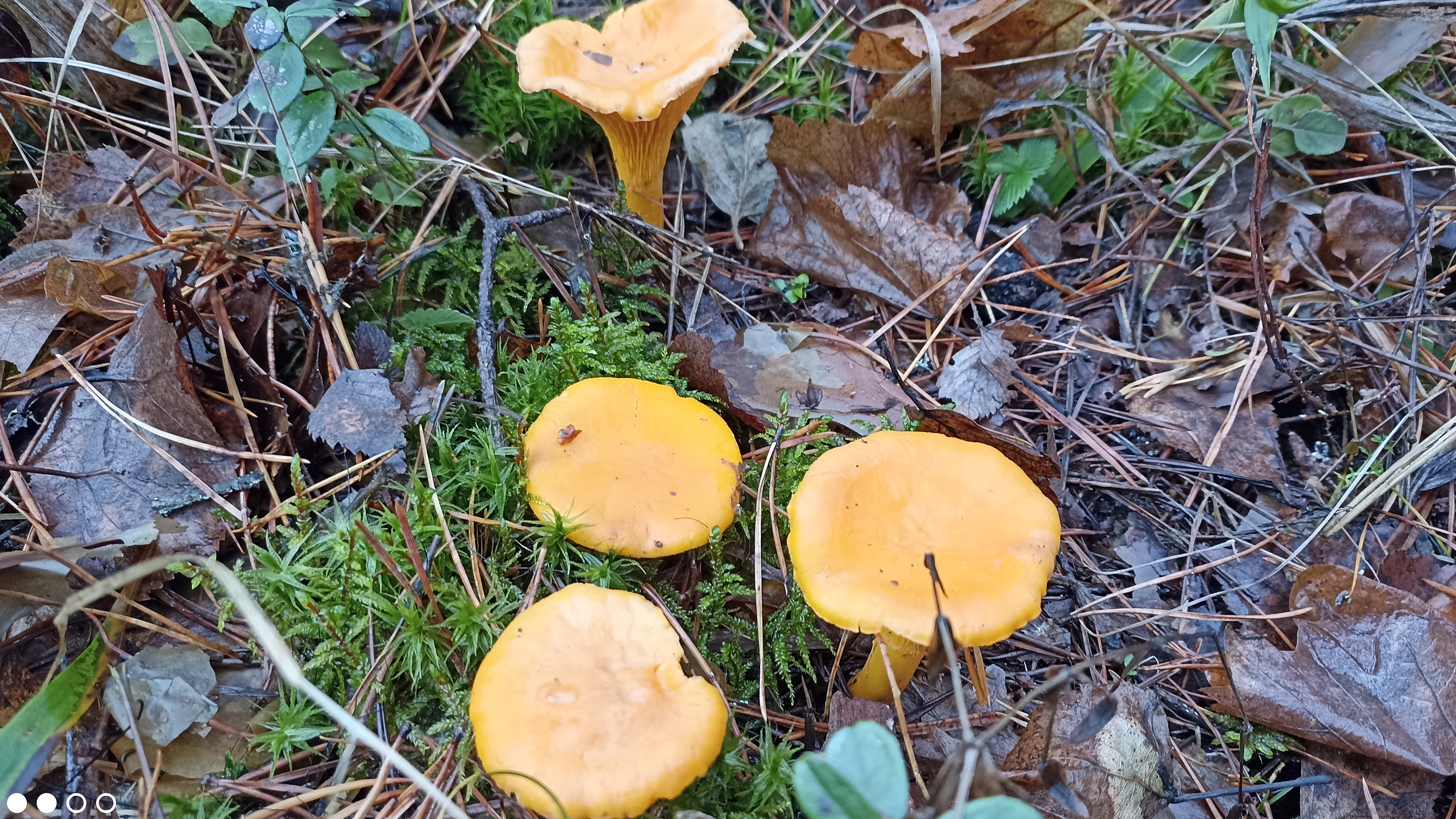 Лисички в лесу в ноябре. Последние грибы. Встретить их в ноябрьском лесу - большая редкость.