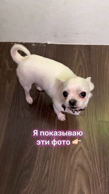 Кого больше любишь кошек или собак ?