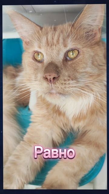 Доверие #котики #котофейка #мейкун #cat #веселыекоты #мейнкун #коты #видосыоткота #кот #шутка #юмор