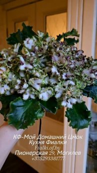 КФ-Мой Домашний Цмок неповторимый окрас с редким коричневым подтоном и просто фантастический