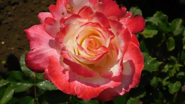 ВИДЕО ПВН АВ (407)