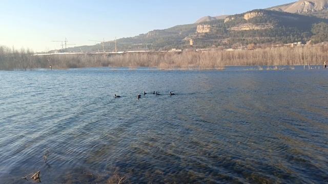 Голодные,но трусливые..Совсем мало уточек на Новом озере.