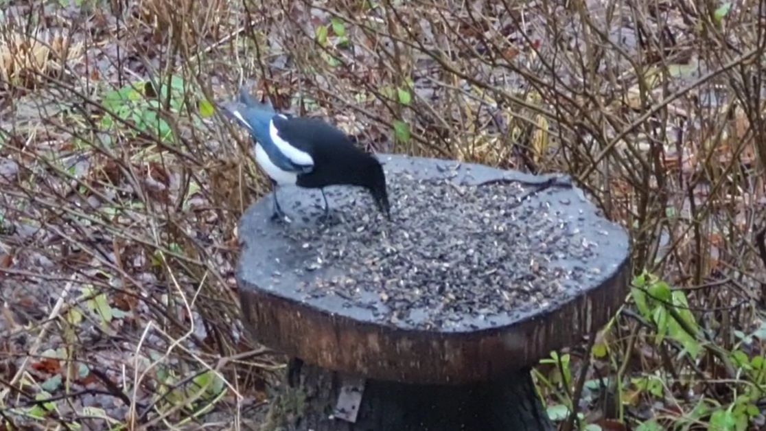Посевная в осеннюю слякоть, издержки производства и мокрые птицы