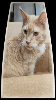 Логика и справедливость #котики #юмор #мейкун #cat #веселыекоты #мейнкун #коты #видосыоткота #кот