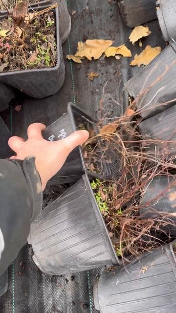 Укладка саженцев на зимовку