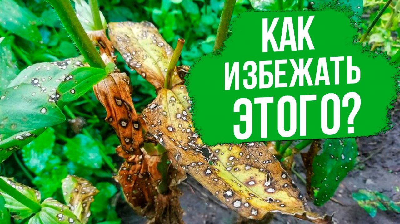 Болезни и вредители циннии.