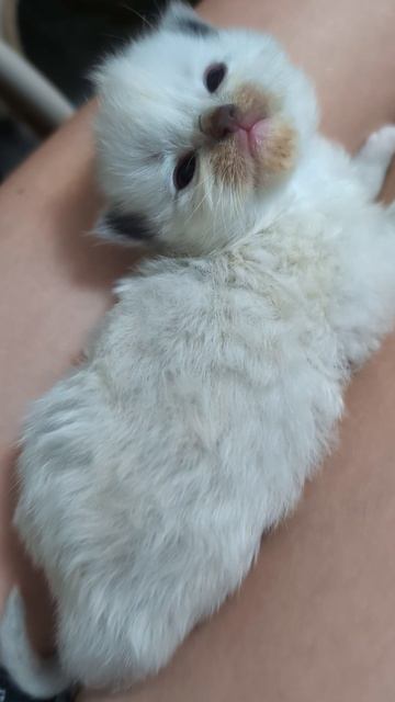 Мальчик рэгдолл.