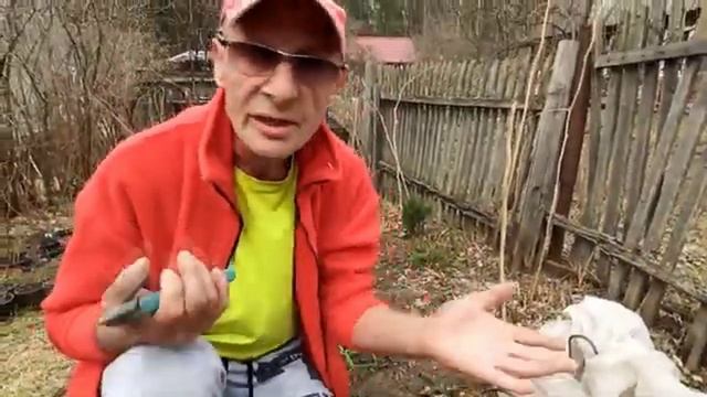 Садоводство. Ответы на вопросы про укрытие роз от Сергея Богатского