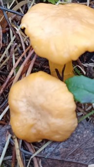 Грибы в ноябре. Лисички. 25.11.2025 года.