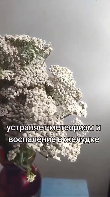 ТЫСЯЧЕЛИСТНИК