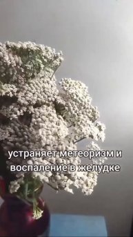 ТЫСЯЧЕЛИСТНИК