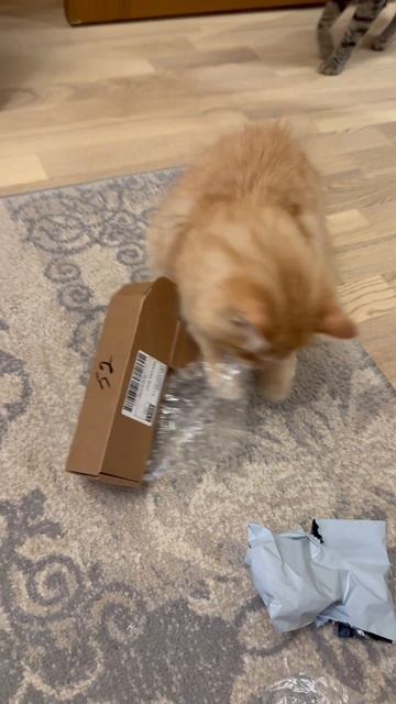 Кошачья банда