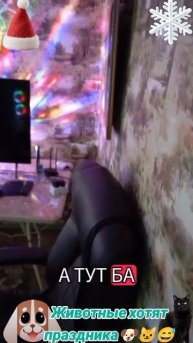 Животные хотят праздника🐶 🐱😅