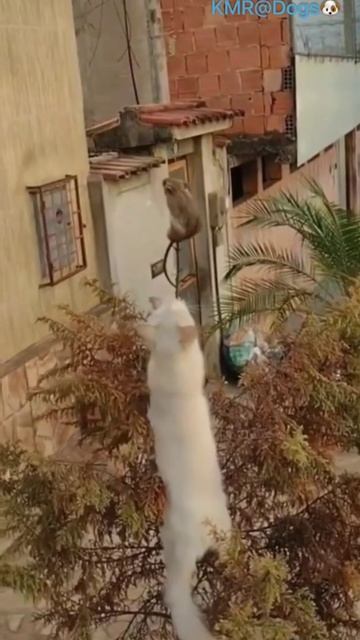 На волоске от смерти🐭☠️😈