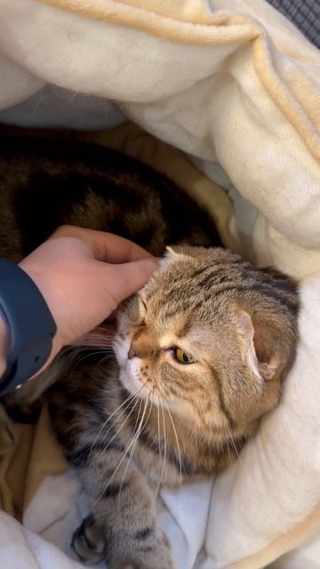 Милая шотландская вислоухая кошечка 🐱