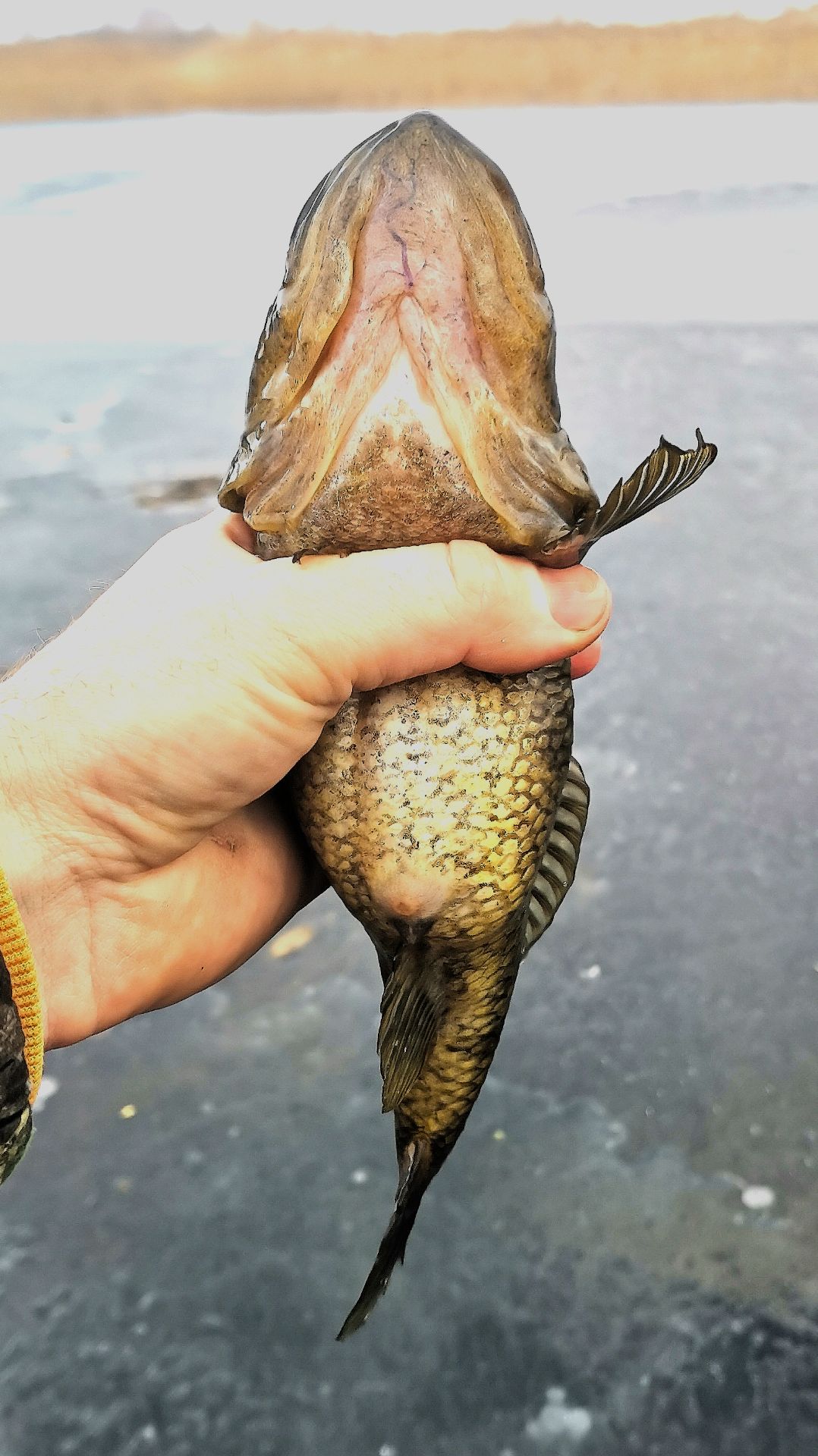 В поисках килограмовика. Ловлю ротанов. Трофей этого сезона 595 грамм.