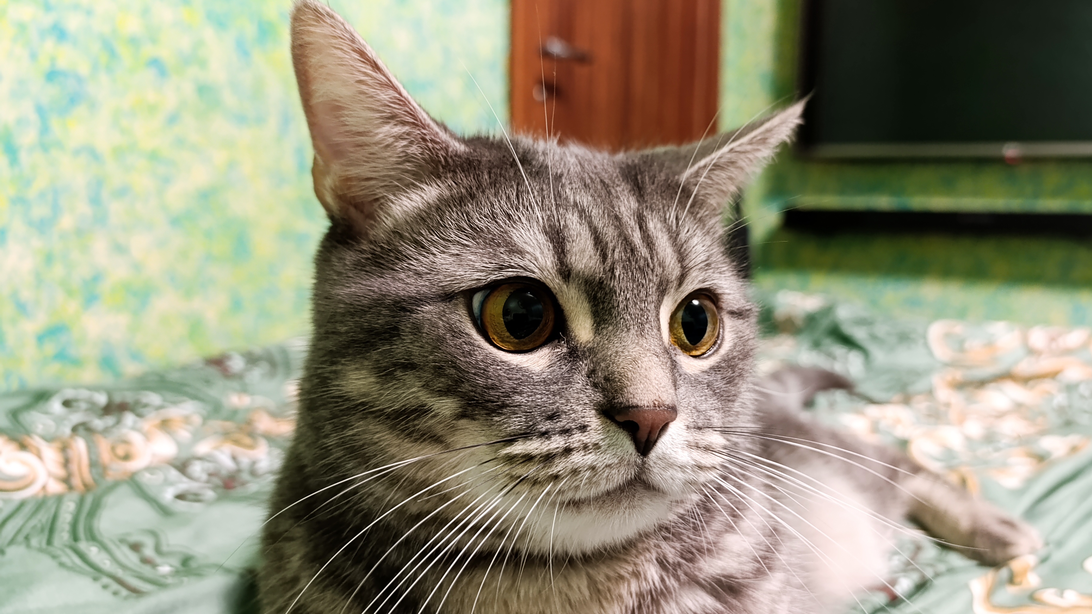 едим с котом ночью котлеты прямо в постели