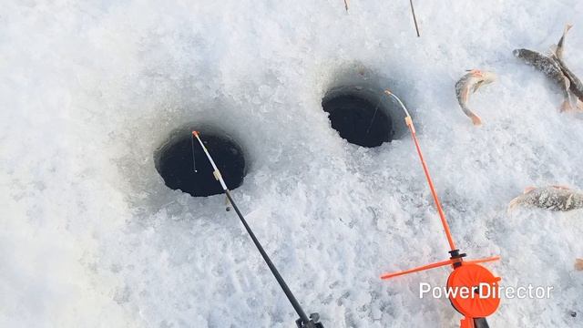 Бешеный клёв окуня.часть 2