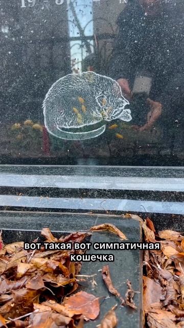 🐾Какого цвета была кошечка? Смотрим видео до конца!