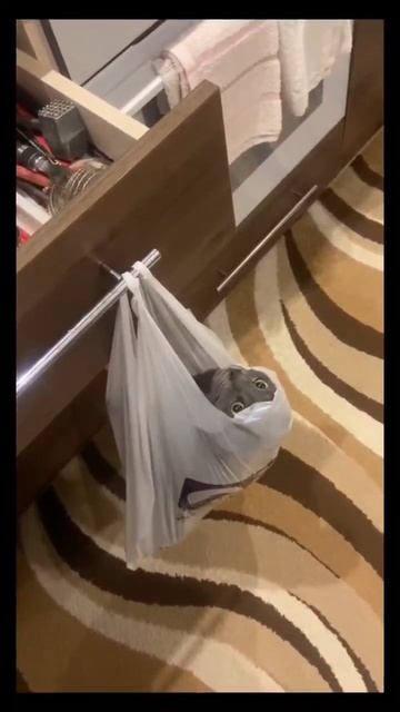 #кот #смех #ржака #животные #пакет