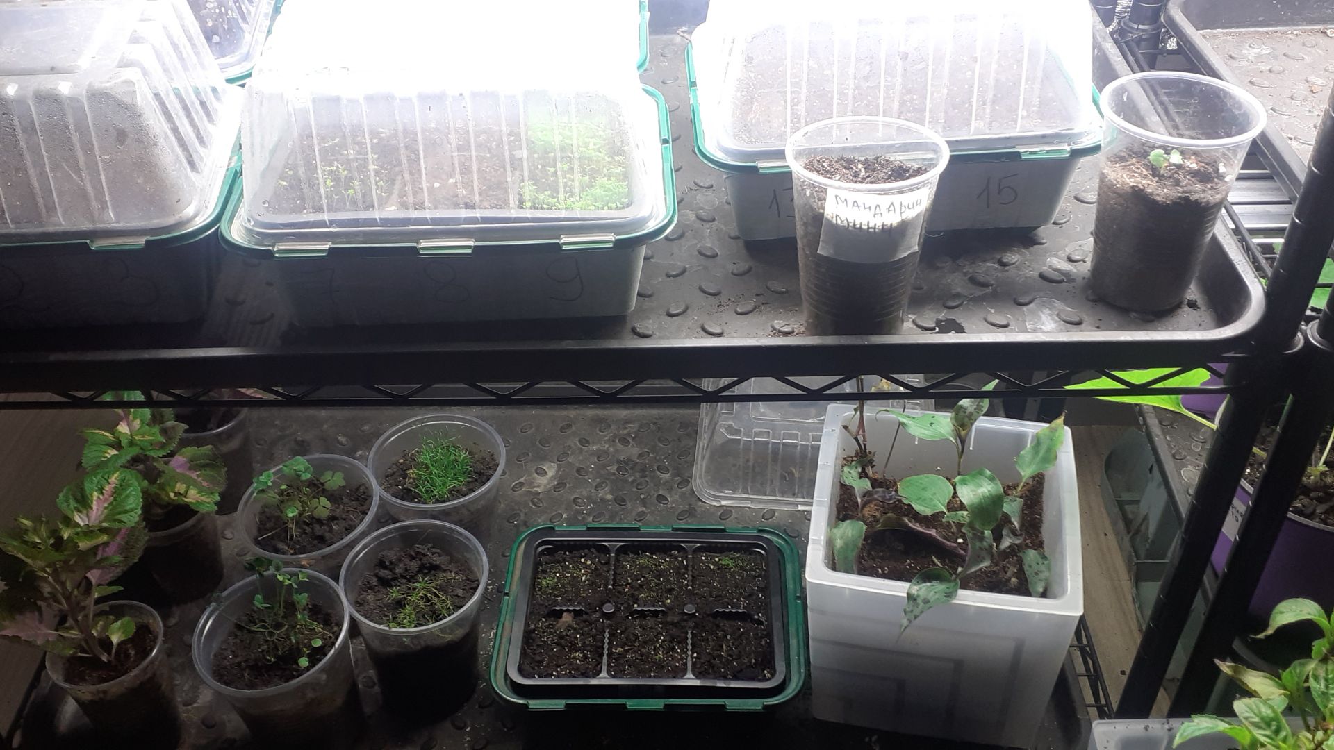 30.11.2025 Первые всходы, первые потери, первые выводы.