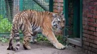 В Московском зоопарке появились две самки амурского тигра