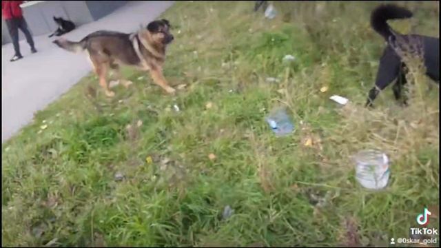 Оскар , бедолаги бедняги .