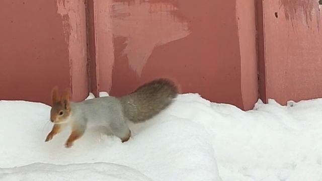 Только хвост и видели...