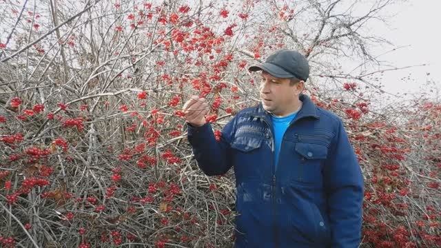 Калина - целительница! Природа лечит! Жизнь в деревне, дом в деревне