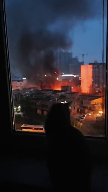 Кот на зря 5 лет "нявкал", а не "мяукал". Сидит, мониторит эффективность российских ударов по Киеву!