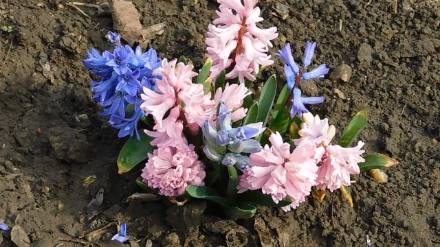 ВИДЕО ПВН АВ (675)