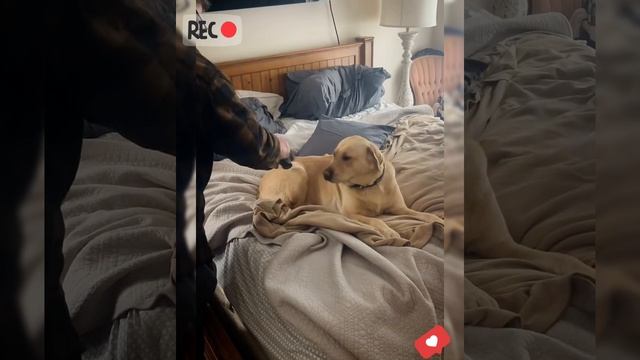 СМЕШНЫЕ СОБАКИ — приколы с животными 2025 | Лучшие моменты с питомцами