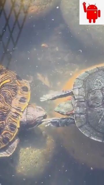 Абра-швабра-кадабра. Из жизни черепах🤣