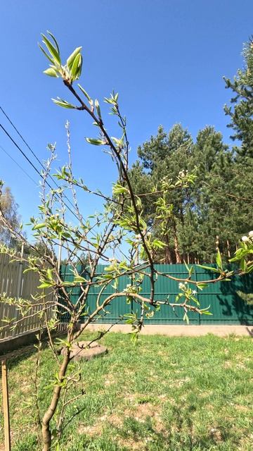 ВЫЖИВШИЙ! :: REVENANT!