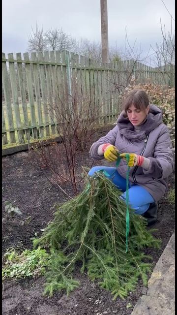 Розы «подокучиваем»