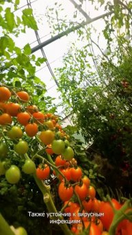 Урожай до 16 кг/м²! Жёлто-оранжевый ранний гибрид для стабильного производства