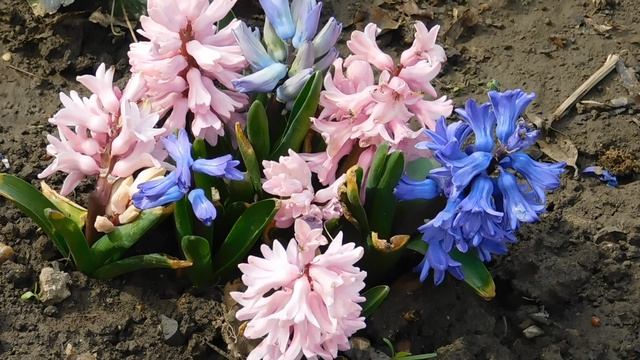 ВИДЕО ПВН АВ (677)