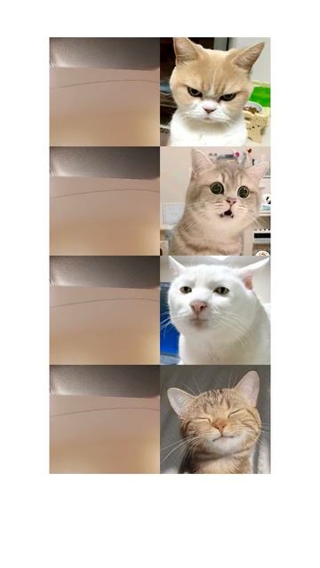 я наорал на котов шок контент