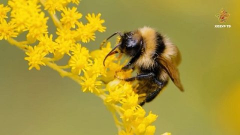 Әгәр бөҗәкләр булмаса... | Гаҗәеп дөнья серләре. Бөҗәкләр дөньясы