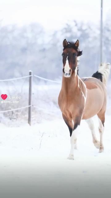 Любимый конный спорт..