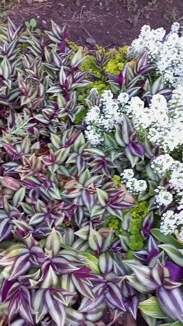 Комнатный цветок "Зебрина" в открытом грунте.