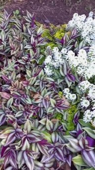 Комнатный цветок "Зебрина" в открытом грунте.