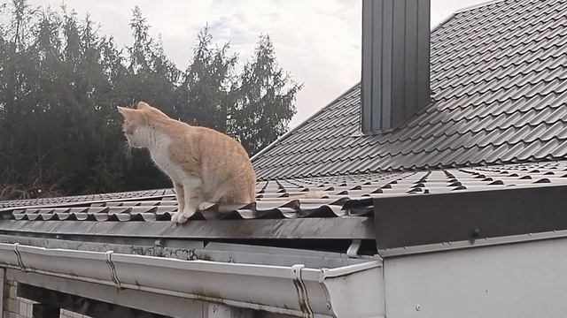 Влог пушистых друзей 29.11.25.Котики наводят порядок в доме.С ними не соскучишься.Курьер привёз корм