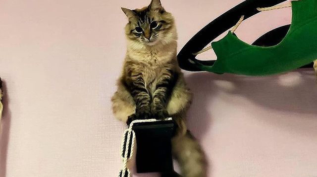 Сделайте вашу кошку счастливой и здоровой