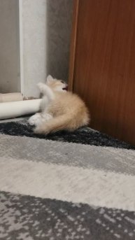 Котиное семейство в сборе!