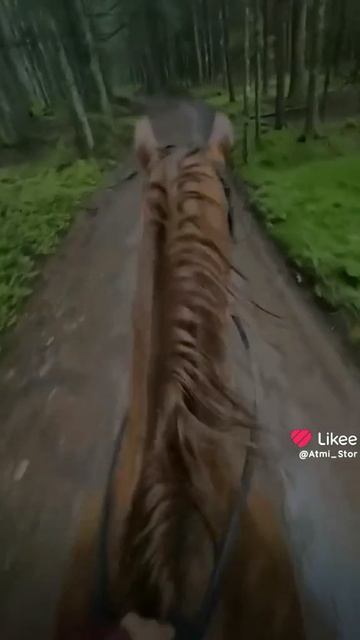 Эстетика, только для любителей Конного