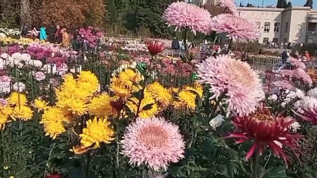 2025.11.07 Бал Хризантем