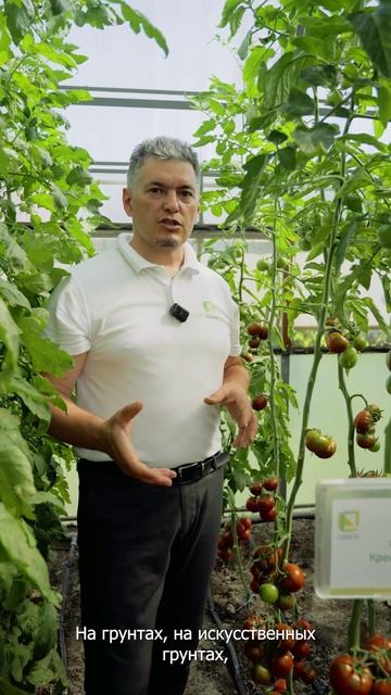 Антоциановый гибрид для защищённого грунта: стабильные 15–20 кг/м²