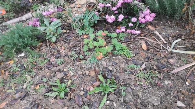 Цветение дворика и выселок 1 декабря. Так бывает? Бывает!